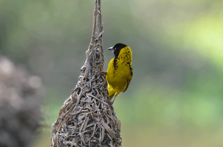 Vävarfågel (Masked Weaver)